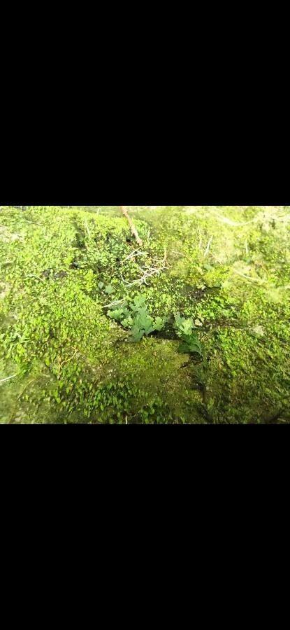 Hymenophyllum polyanthos — houseplant care guide