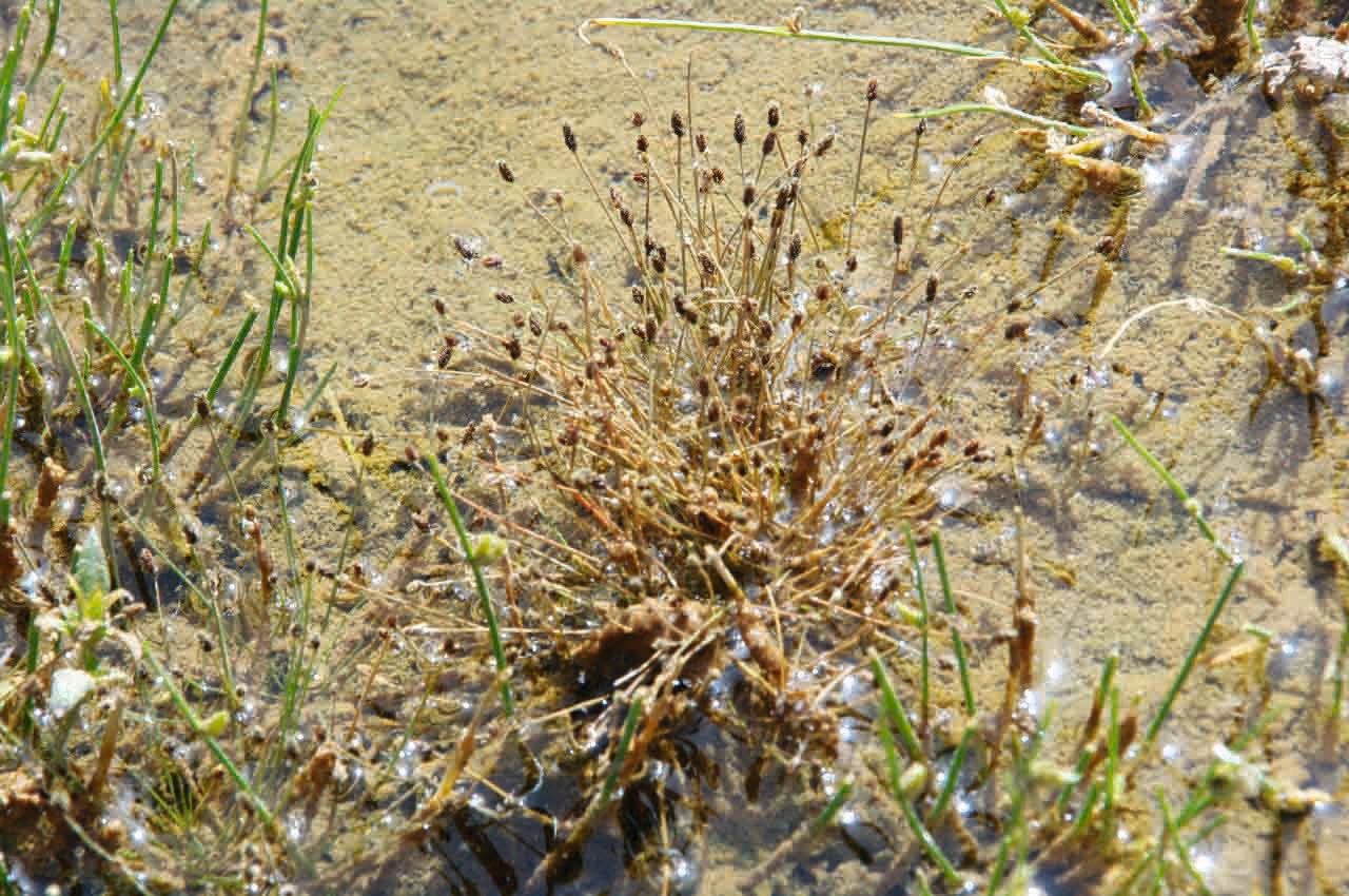 Eleocharis atropurpurea — search result for 'Eleocharis'