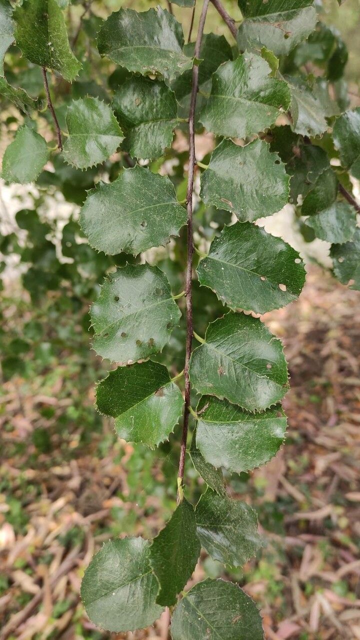 Prunus ilicifolia leaf