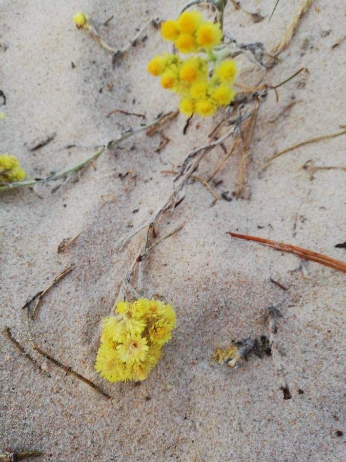 Eriogonum crosbyae — search result for 'Atriplex'