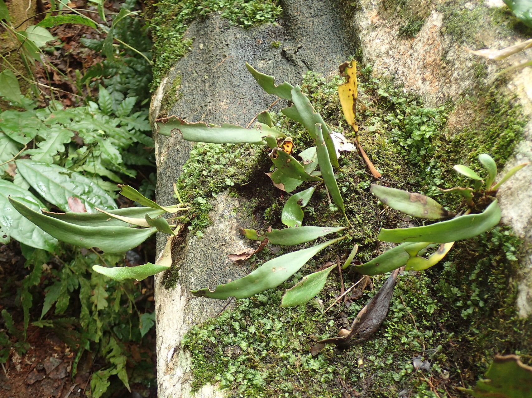 Pyrrosia schimperiana habit
