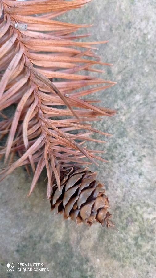 Cunninghamia konishii fruit