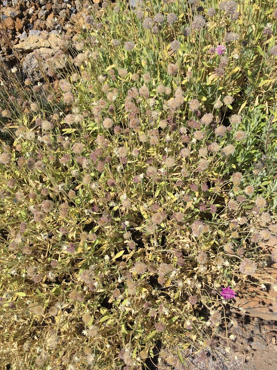 Pterocephalus porphyranthus fruit