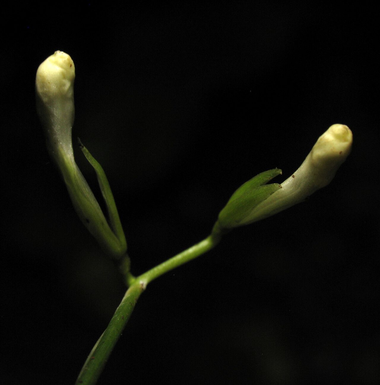 Maranta rupicola flower