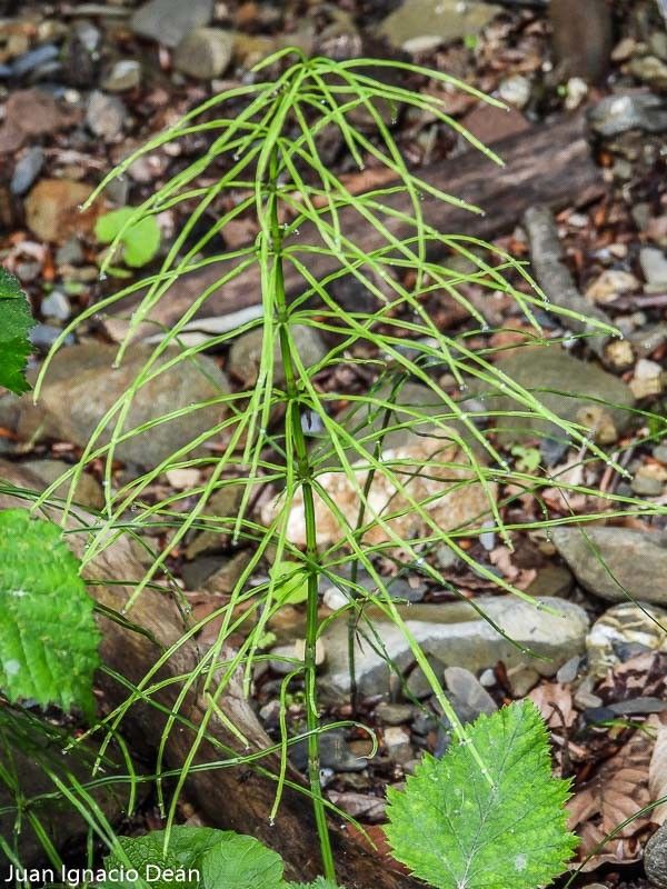Equisetum pratense flower