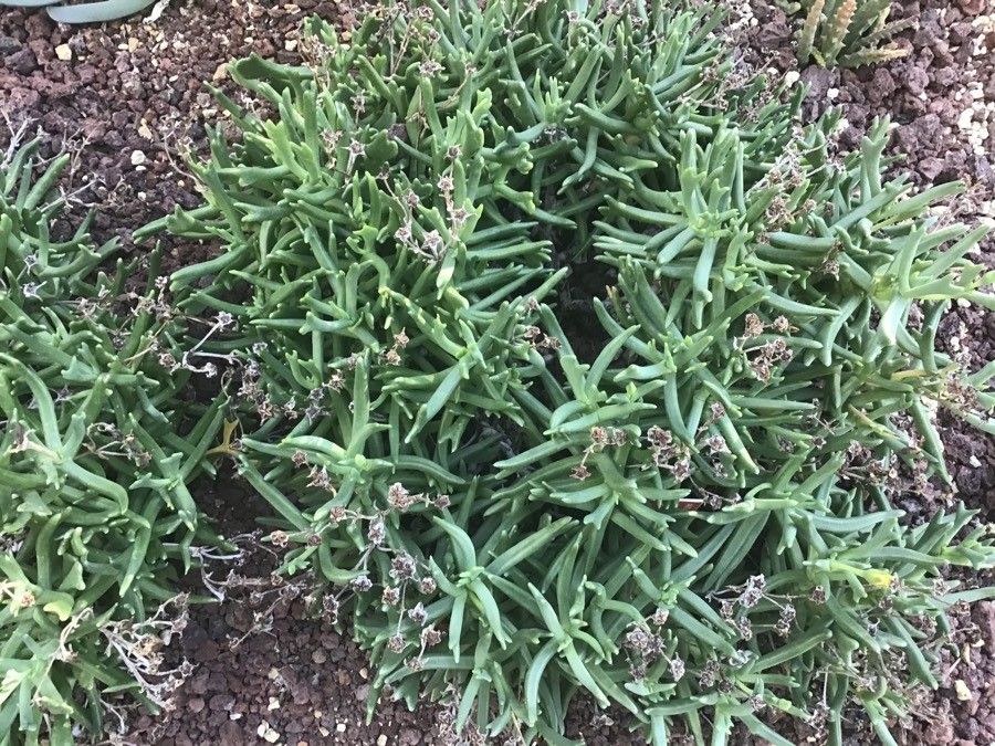 Rhombophyllum dolabriforme leaf