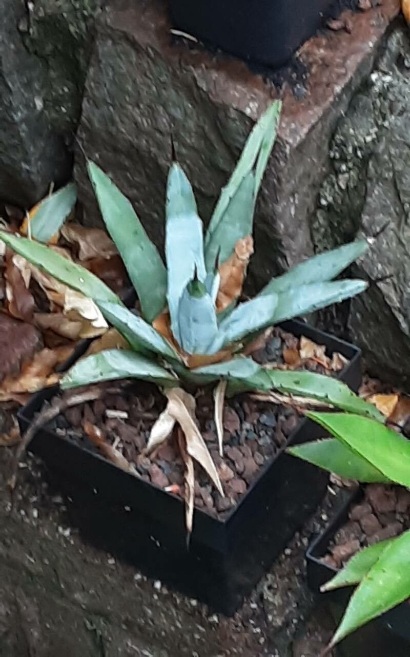 Agave macroacantha — search result for 'Agave'