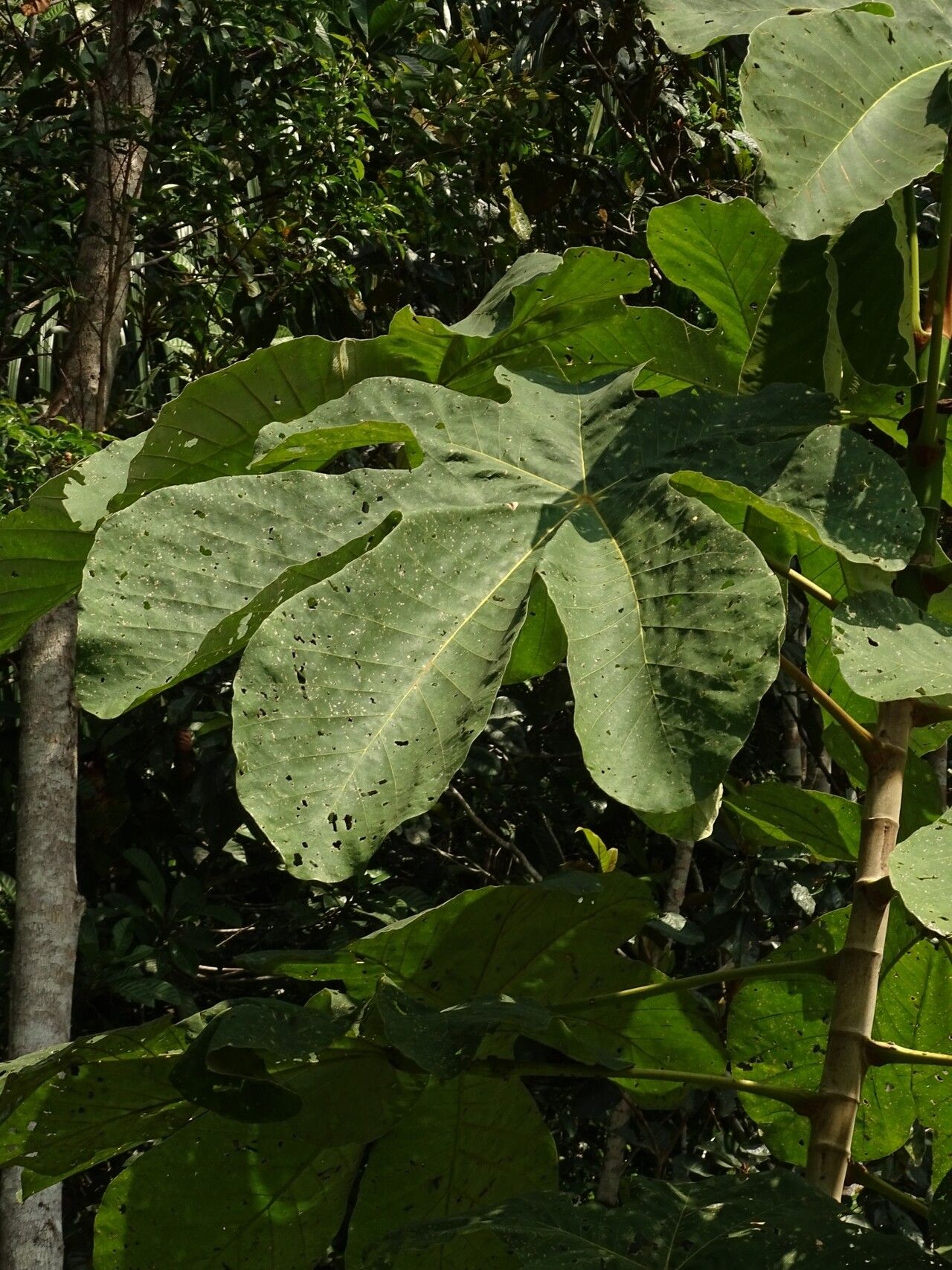 Cecropia purpurascens leaf
