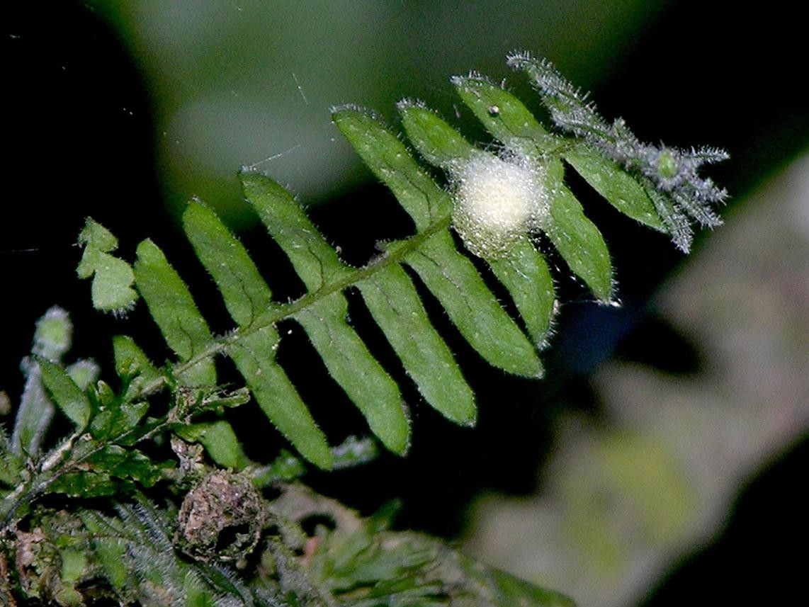 Pecluma hygrometrica fruit