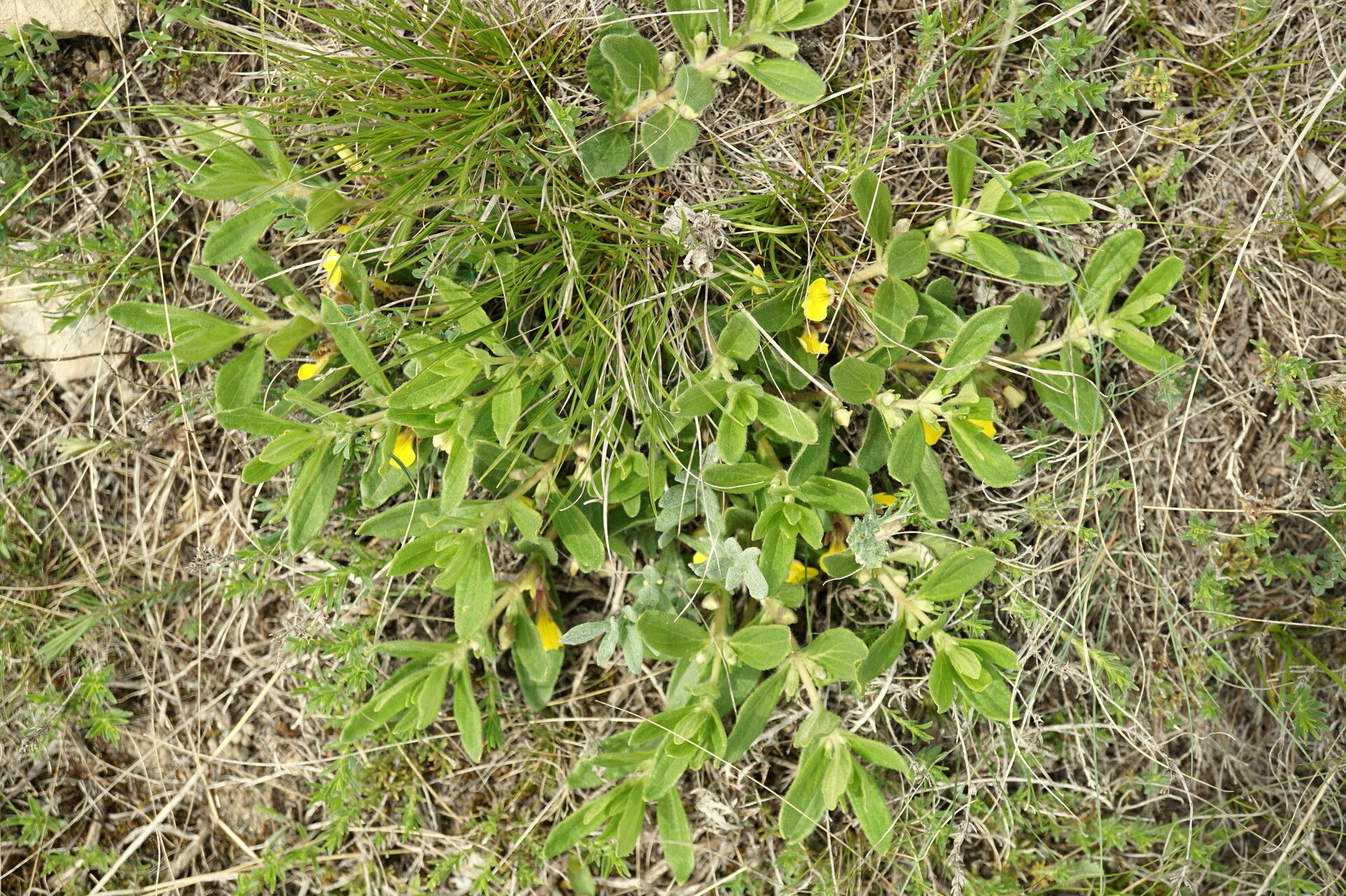 Ajuga salicifolia habit