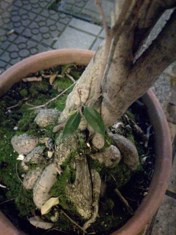 Macfadyena unguis-cati bark