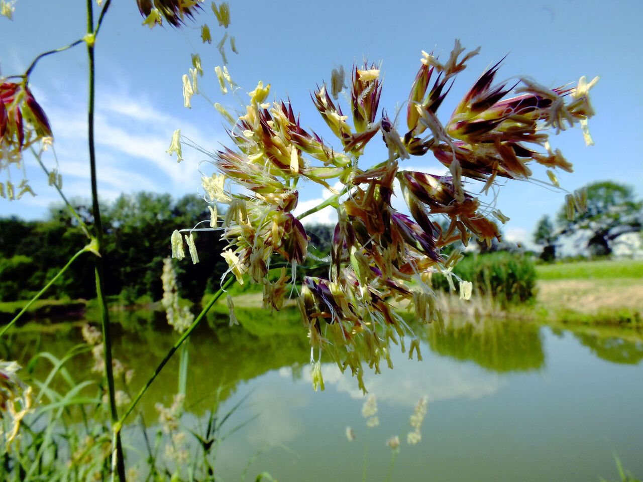Calamagrostis sesquiflora — search result for 'Calamagrostis'