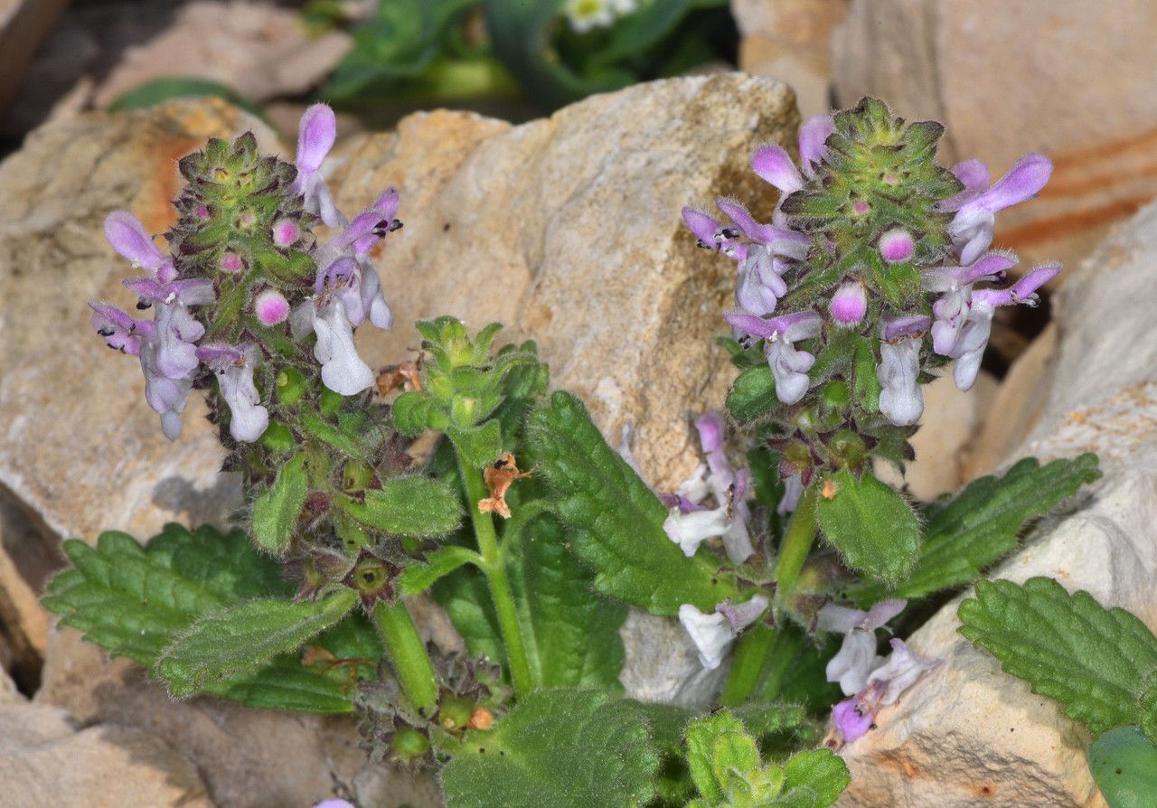 Stachys ajugoides habit