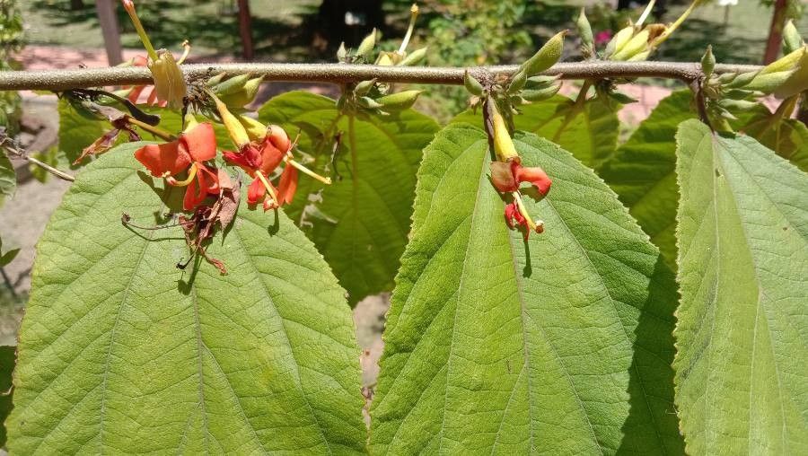 Helicteres guazumifolia leaf