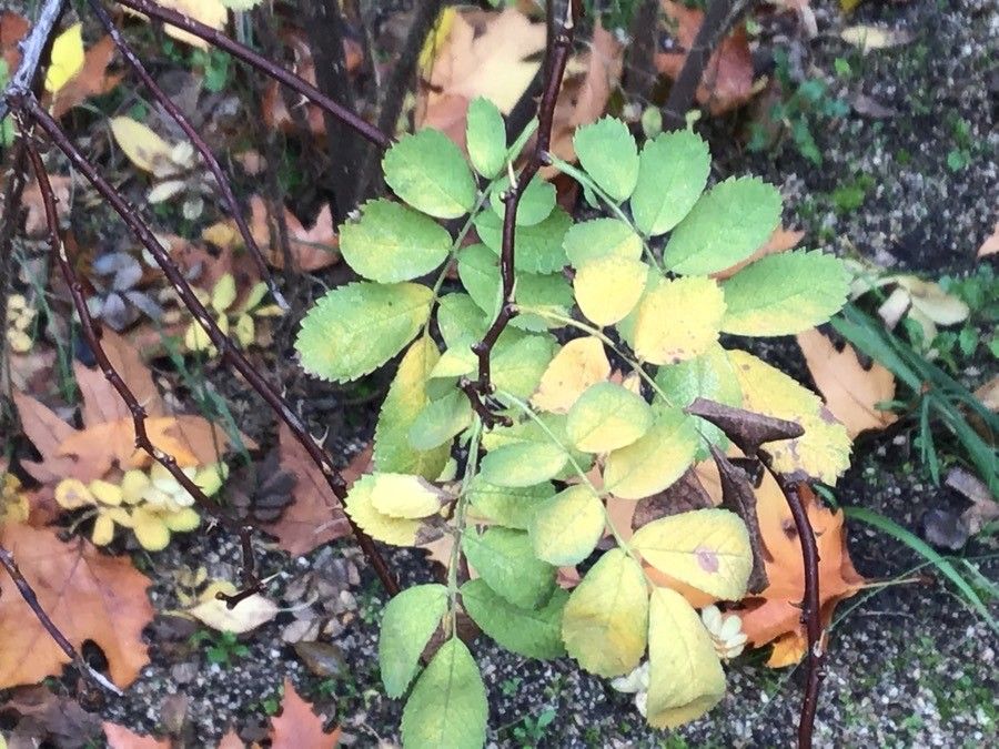 Rosa hemisphaerica — houseplant care guide