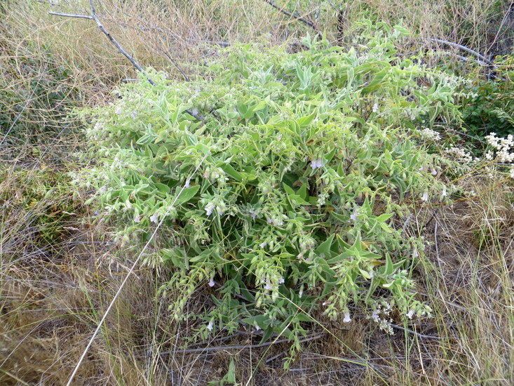 Lepechinia fragrans habit