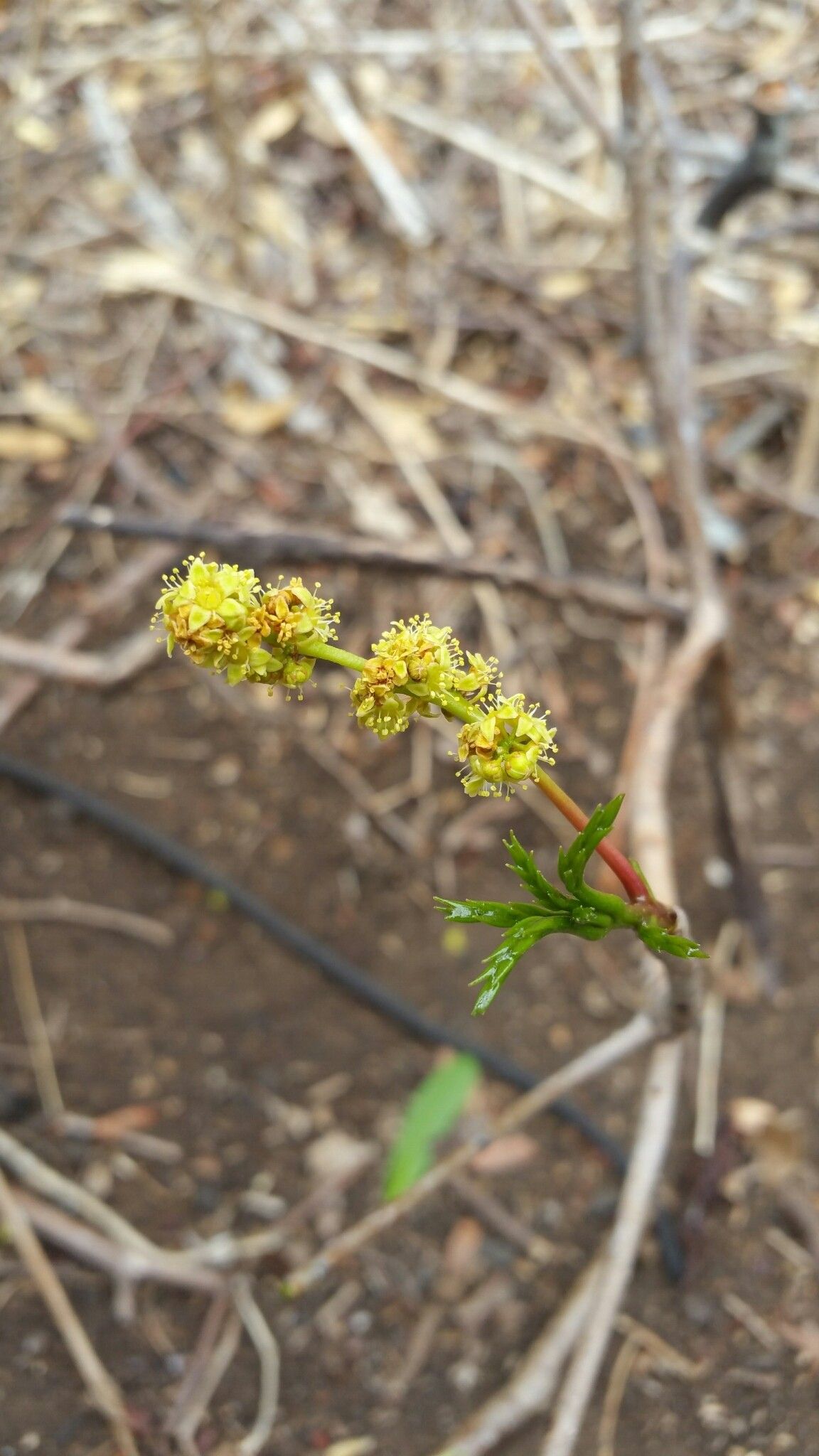 Commiphora ankaranensis flower