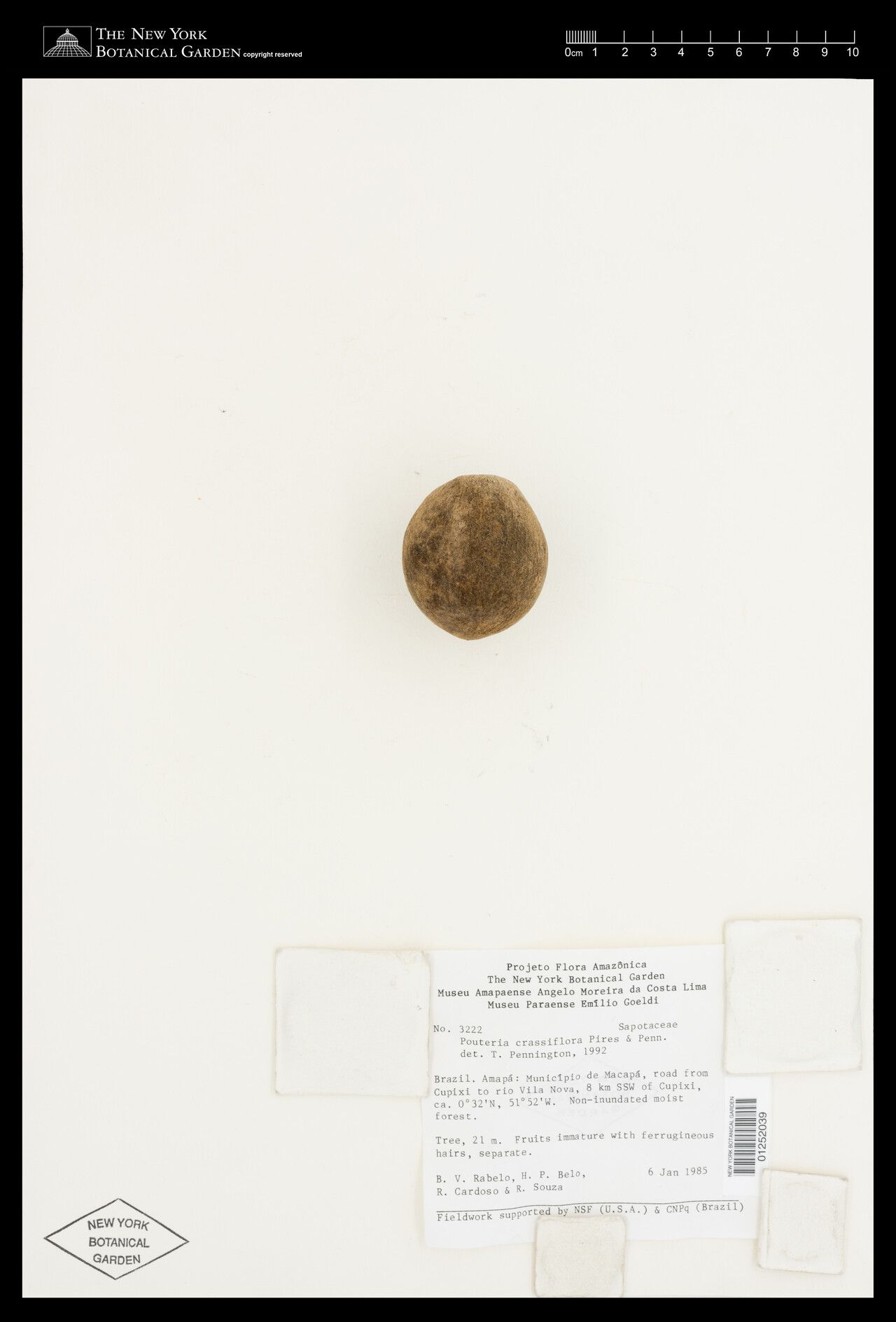 Pouteria crassiflora fruit