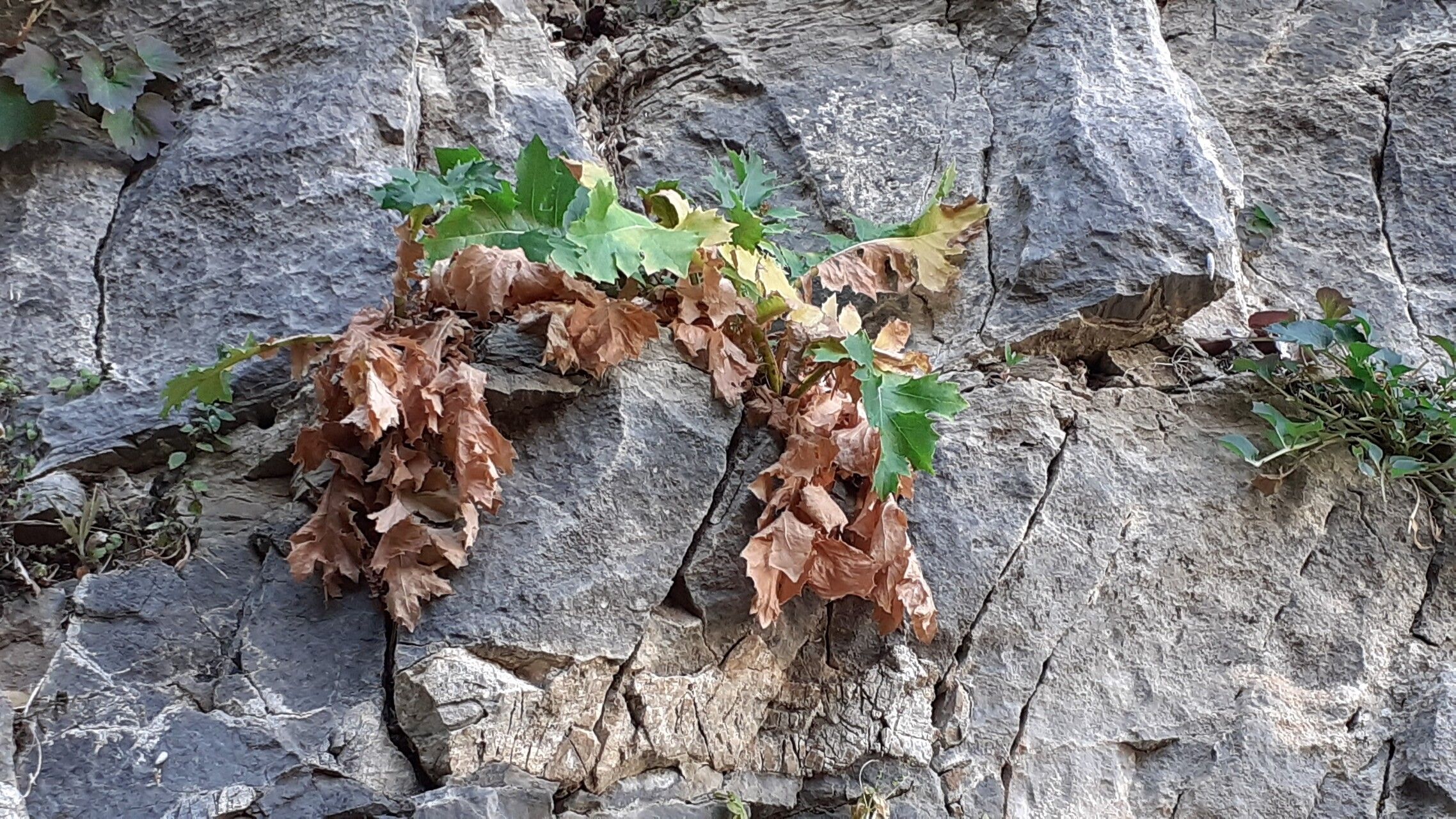 Lactuca acanthifolia