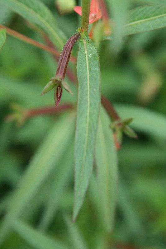 Ludwigia longifolia leaf