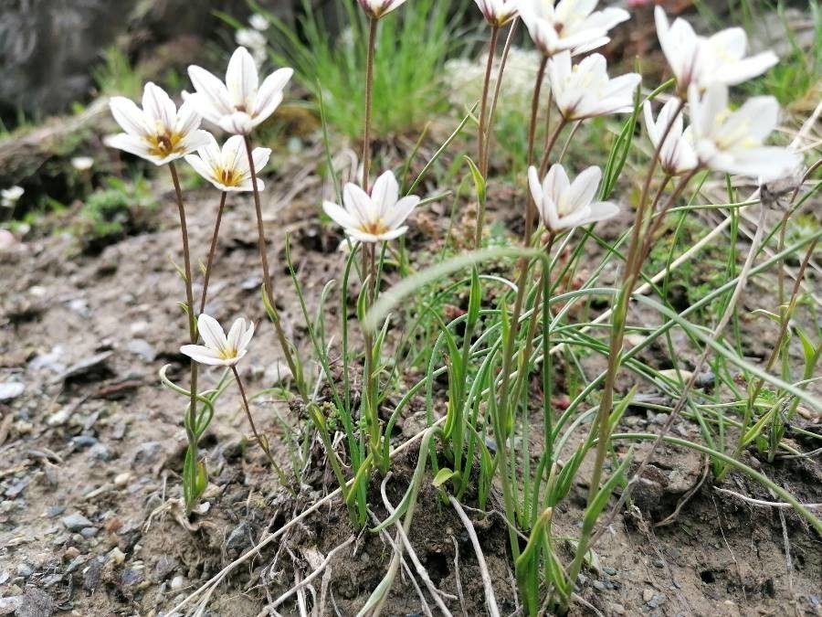 Gagea serotina — search result for 'Mongolia'