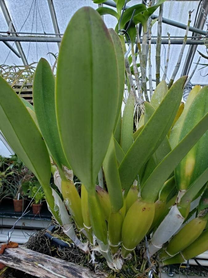 Cattleya gaskelliana — search result for 'Cattleya'