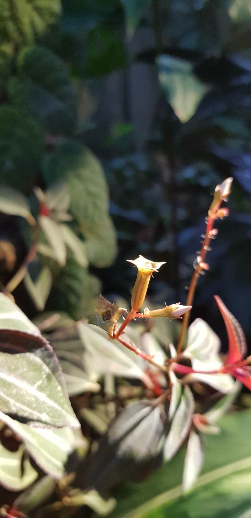 Arthrostemma parvifolium fruit
