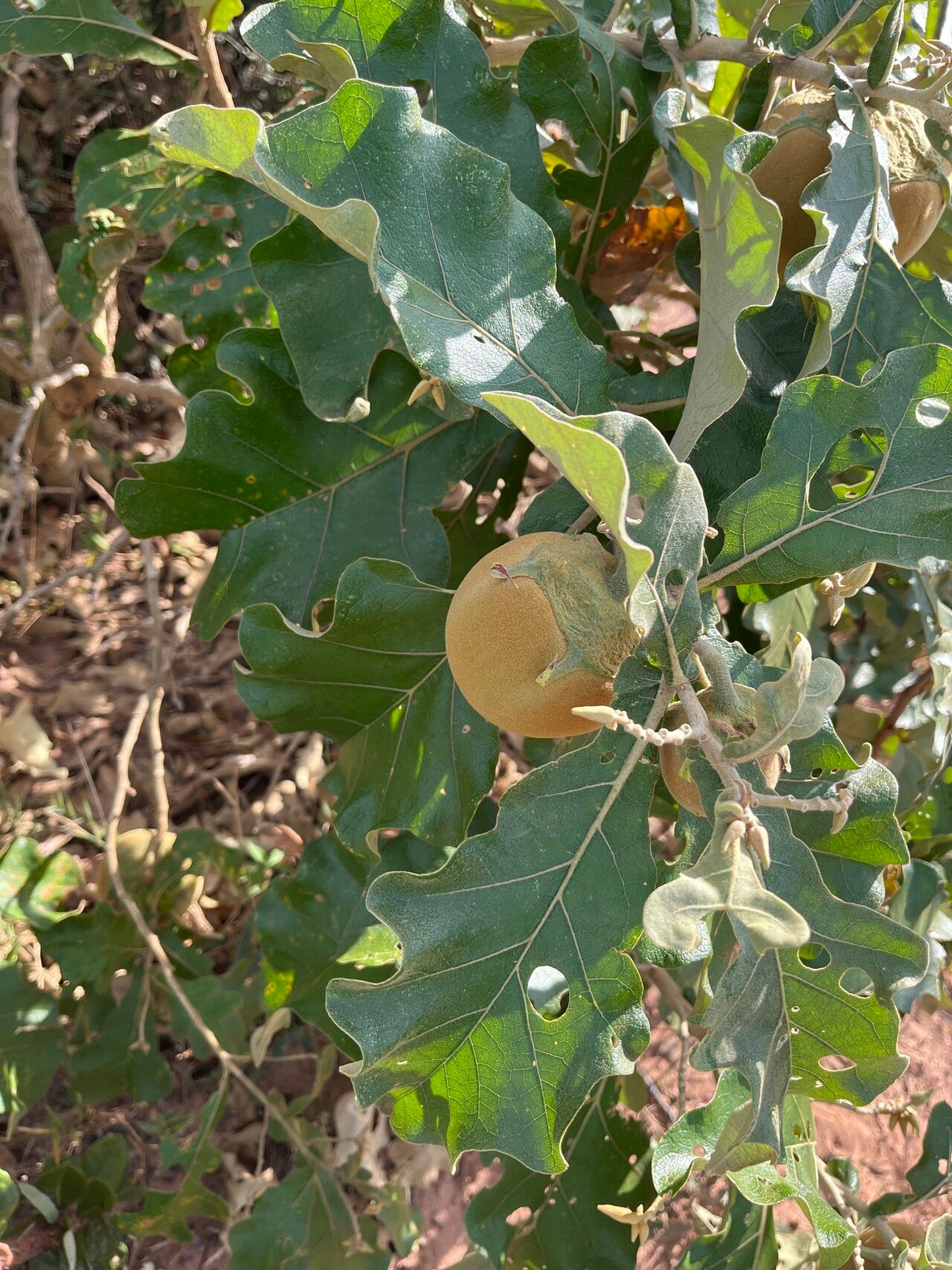 Solanum gomphodes fruit