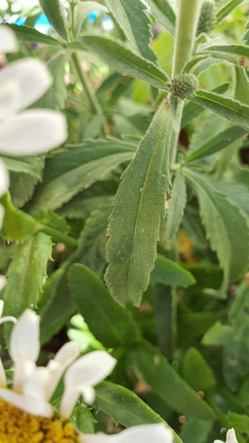 Spiraea corymbosa — search result for 'Spiraea'