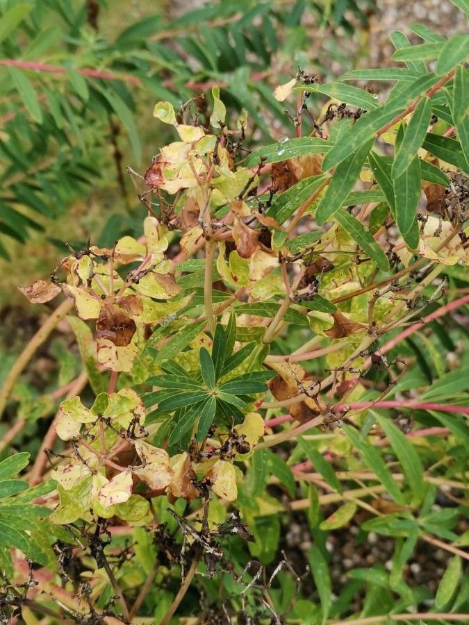 Euphorbia palustris fruit