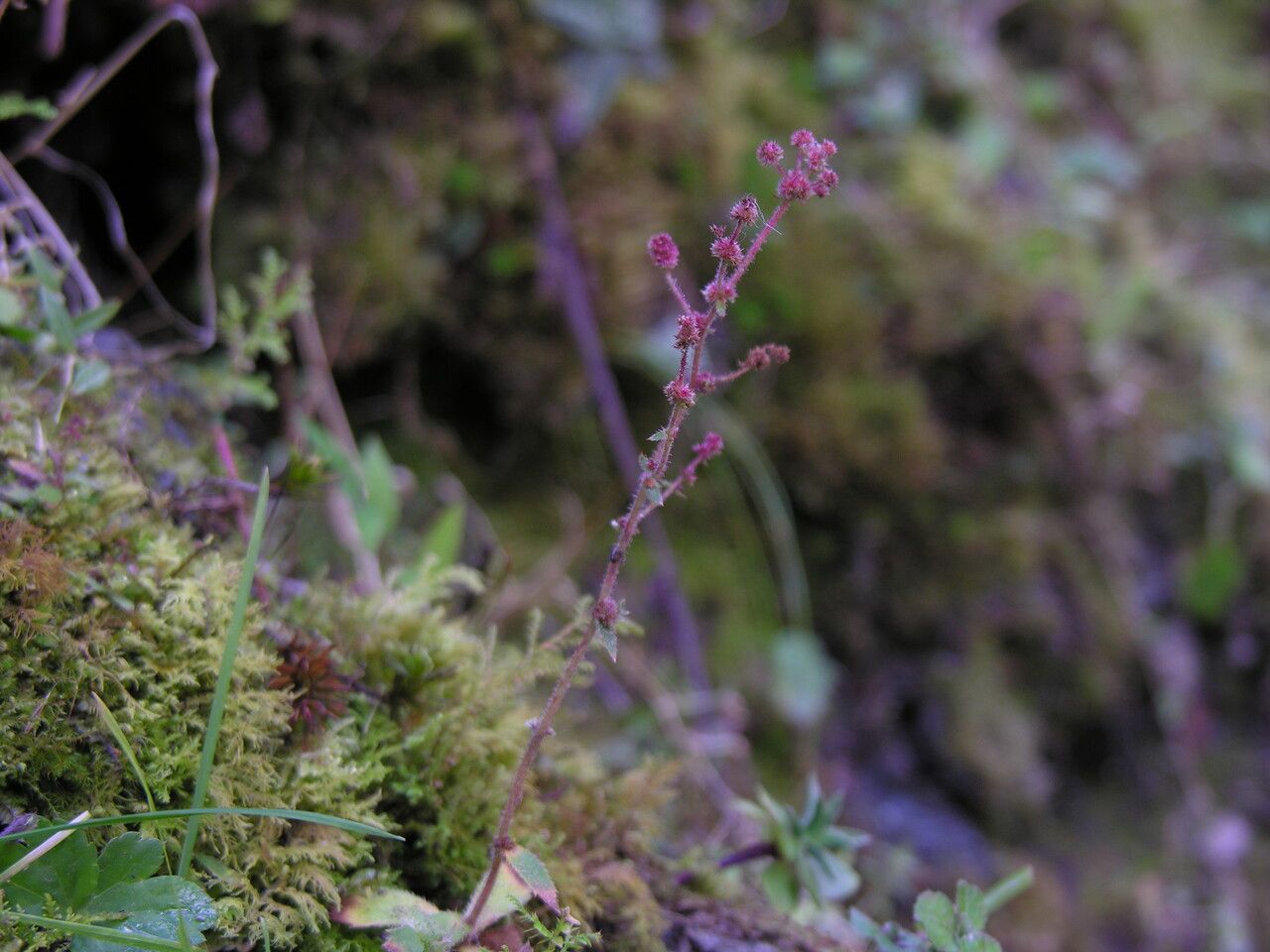 Saxifraga strigosa habit