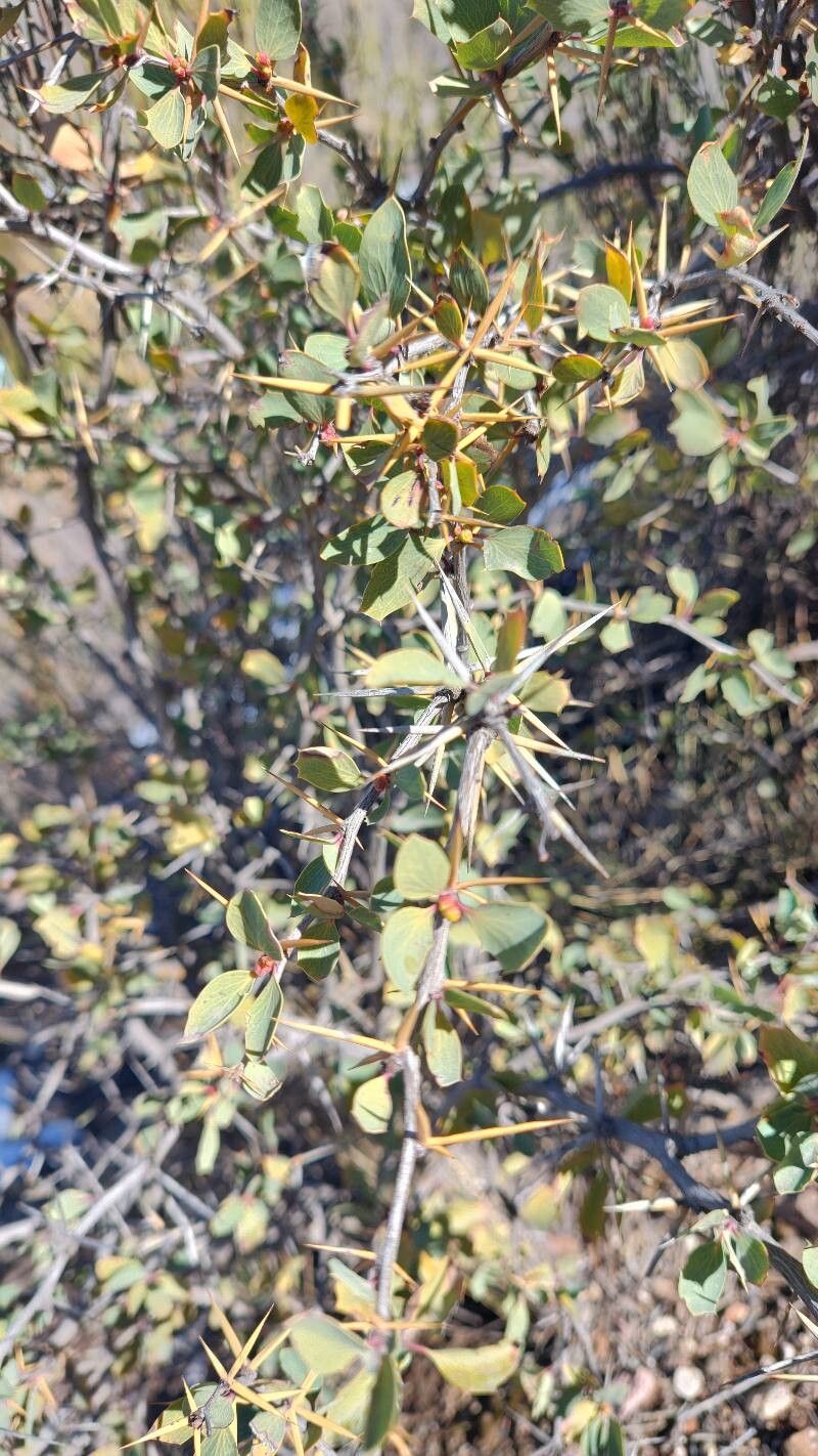 Berberis grevilleana — houseplant care guide