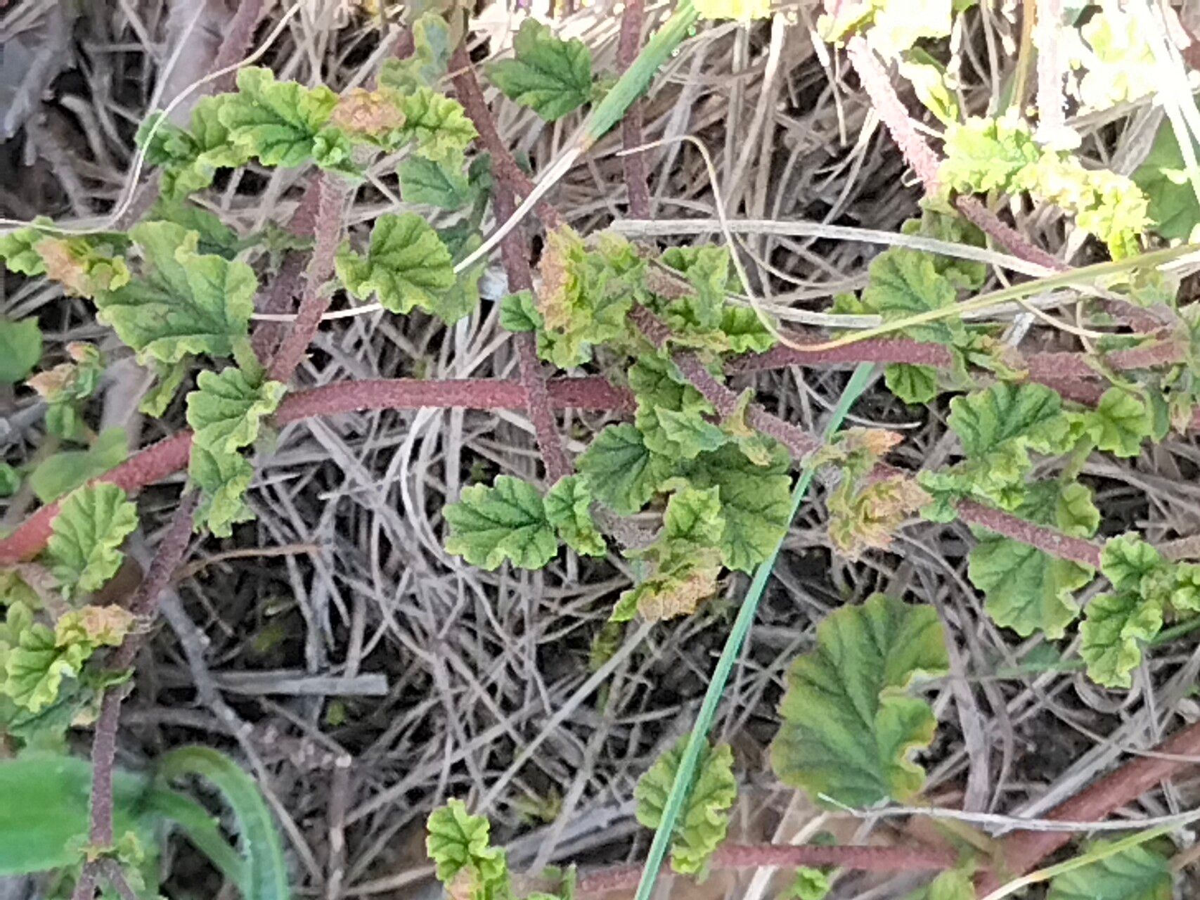 Hermannia alnifolia bark