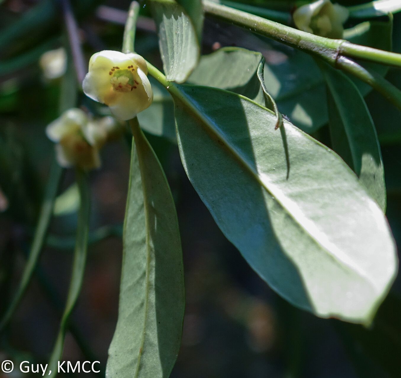 Garcinia pauciflora flower