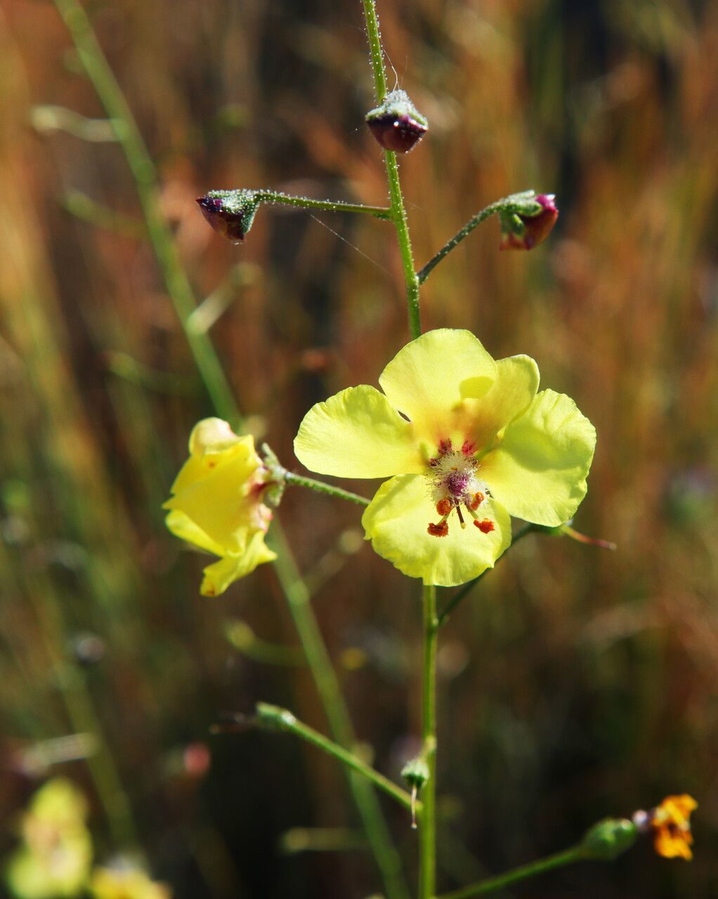 Verbascum boissieri flower