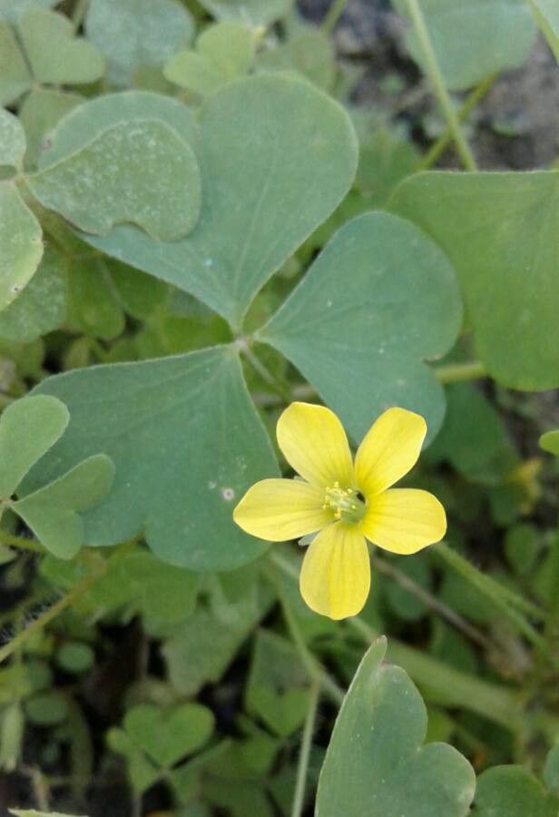 Oxalis grandis — search result for 'Oxalis'