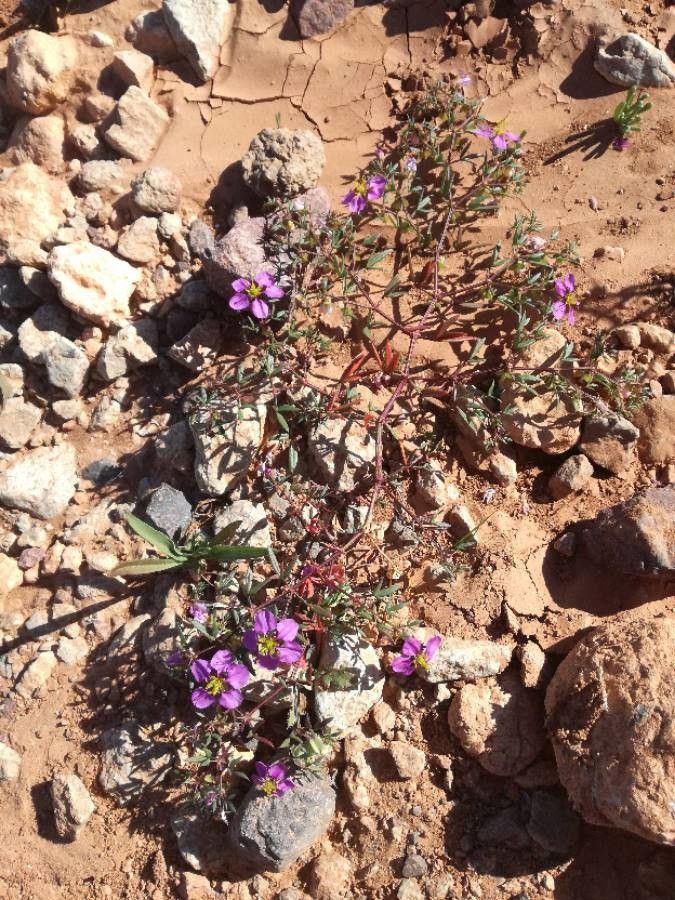 Fagonia glutinosa — related species from the same genus