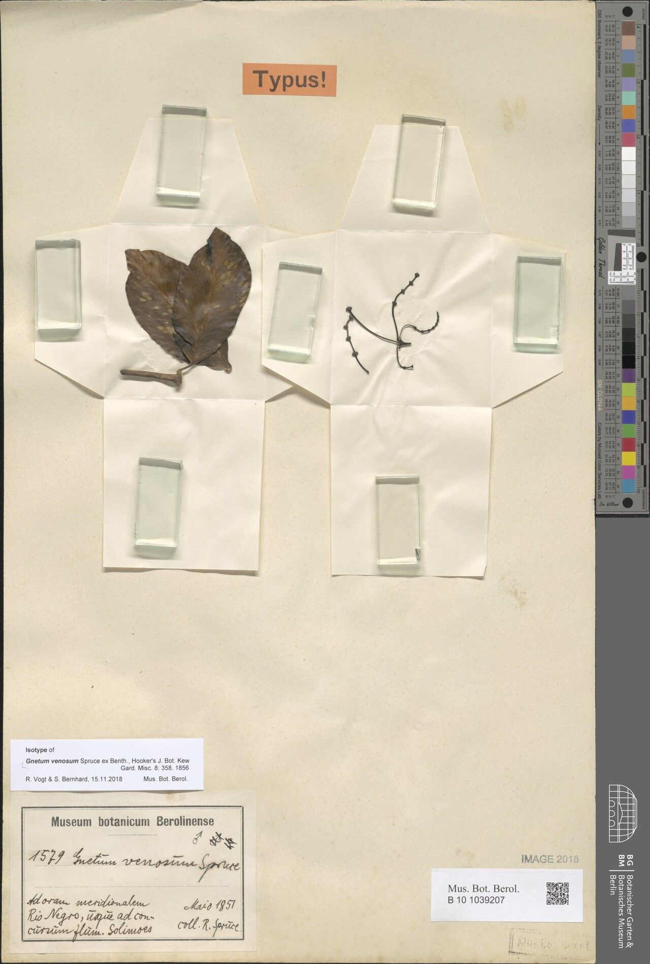 Gnetum venosum — houseplant care guide