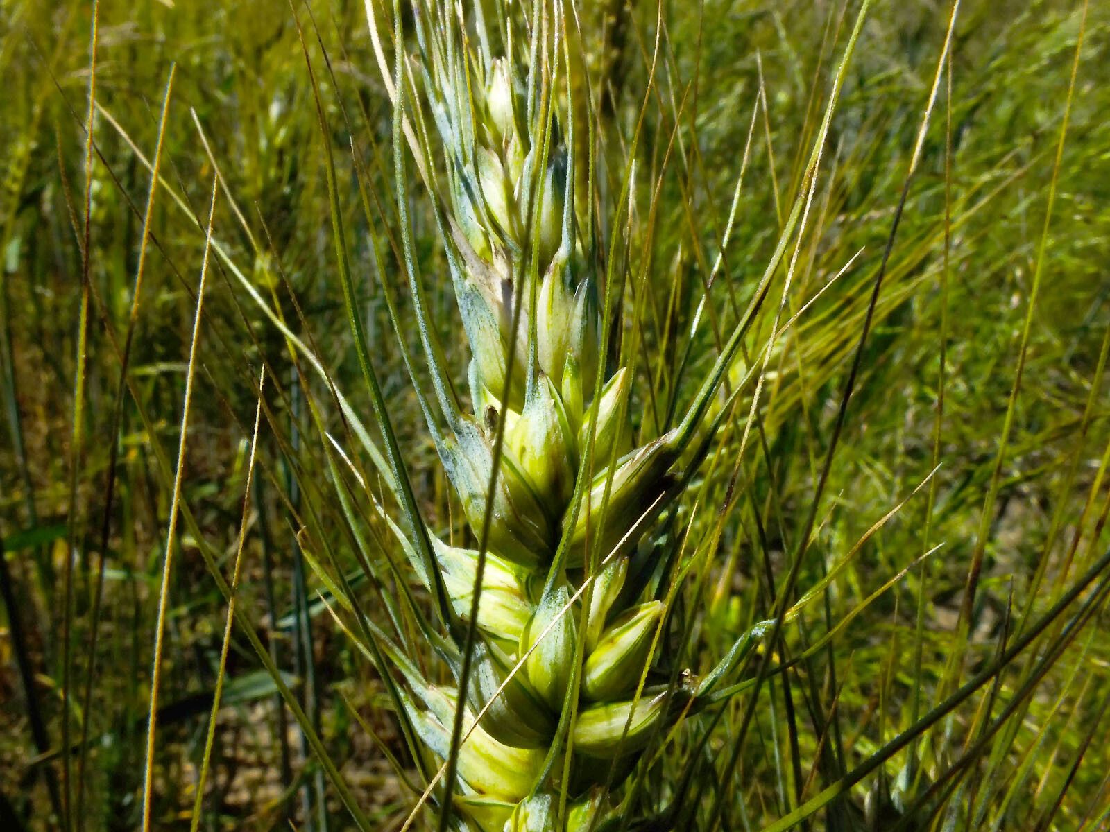 Triticum turgidum flower