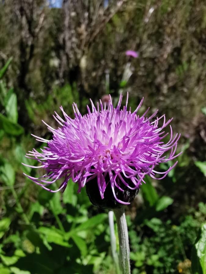 Cirsium latifolium flower