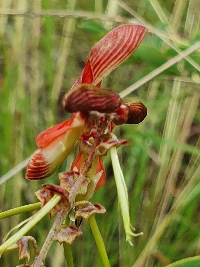 Indigofera binderi flower