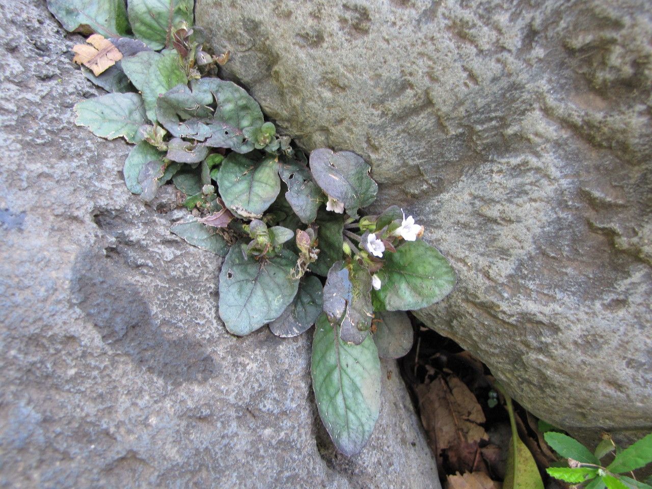 Hemigraphis reptans habit