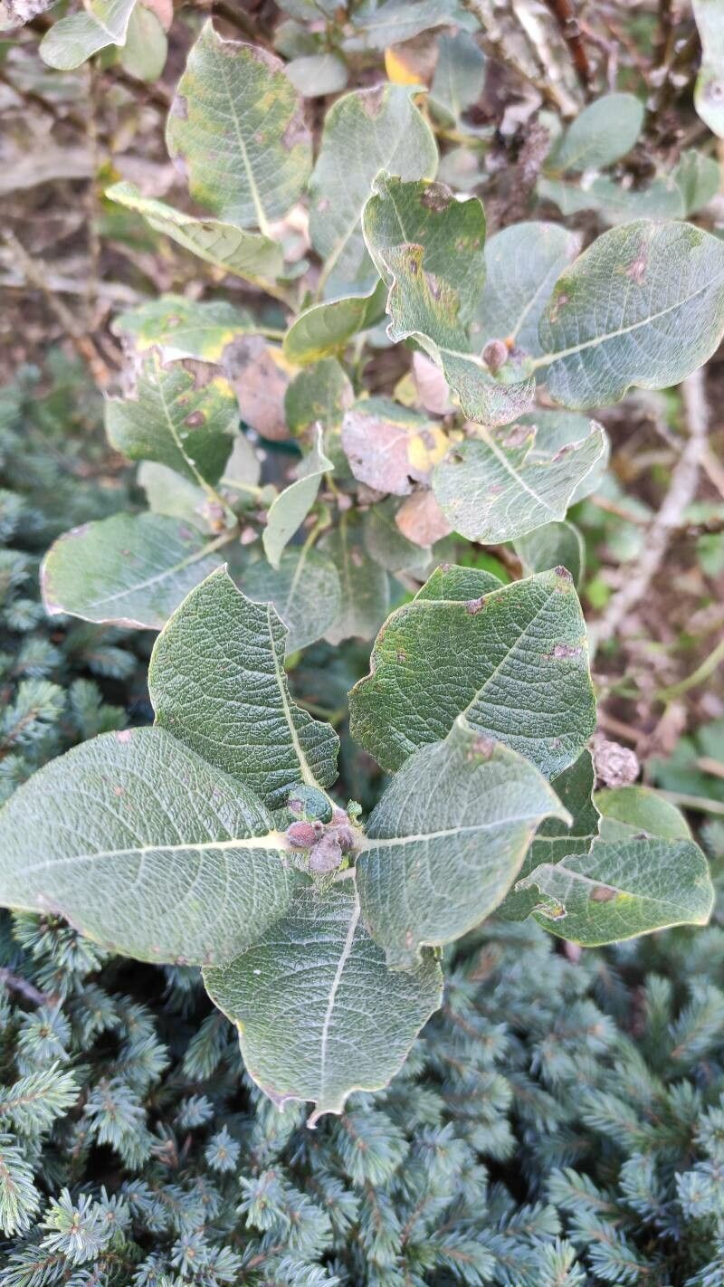 Salix lanata leaf