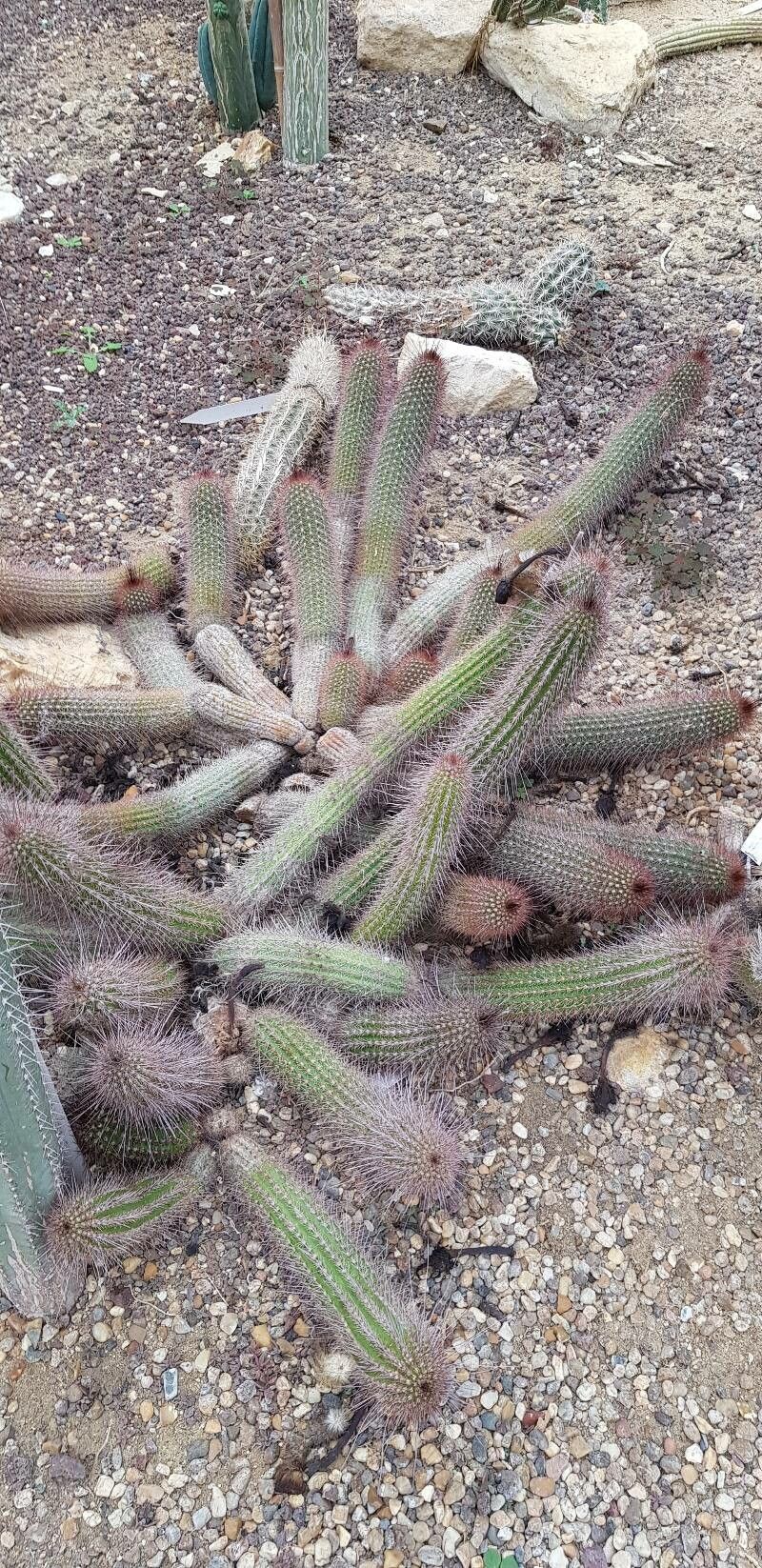 Soehrensia strigosa habit