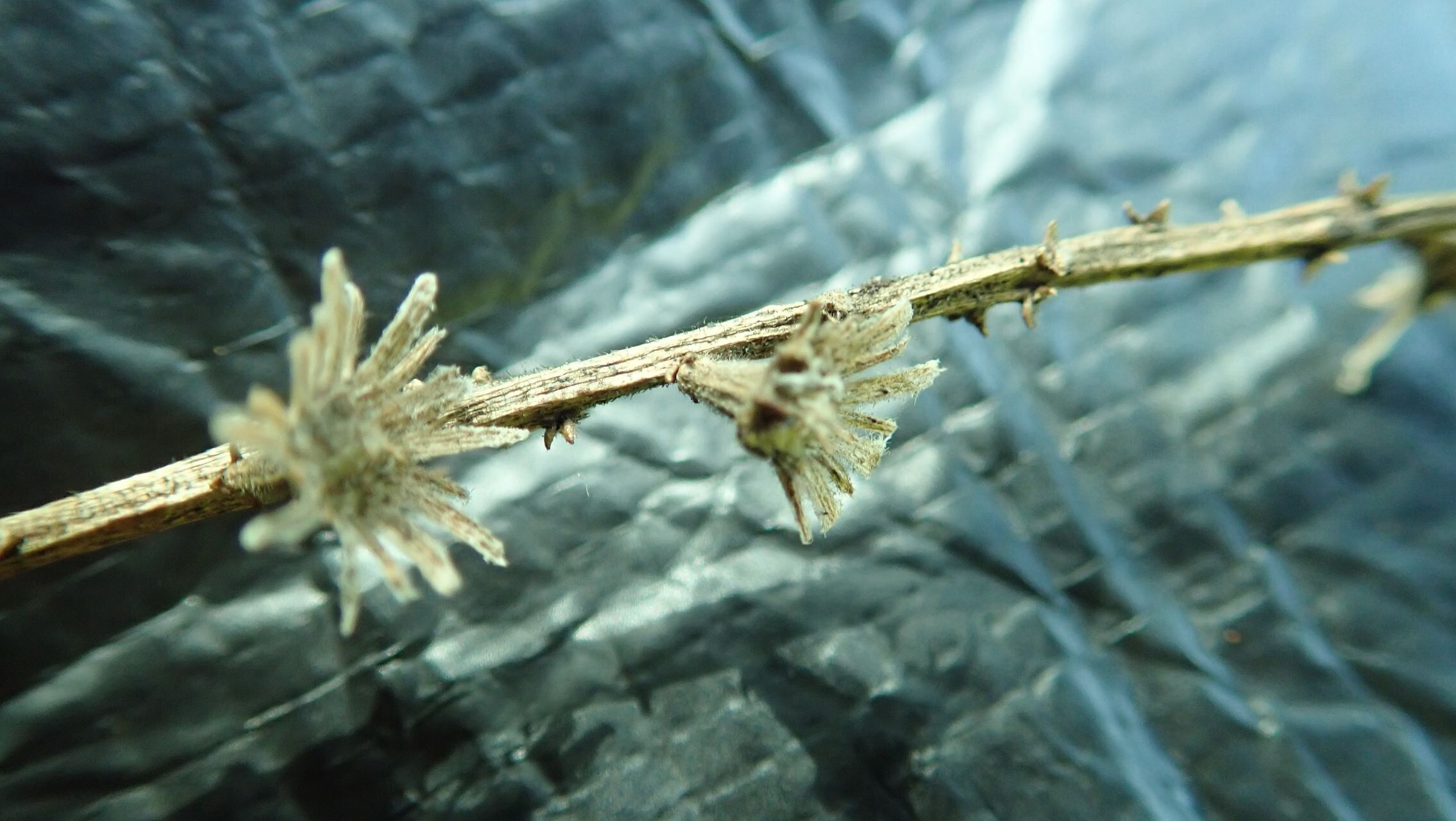 Homalium austrocaledonicum fruit