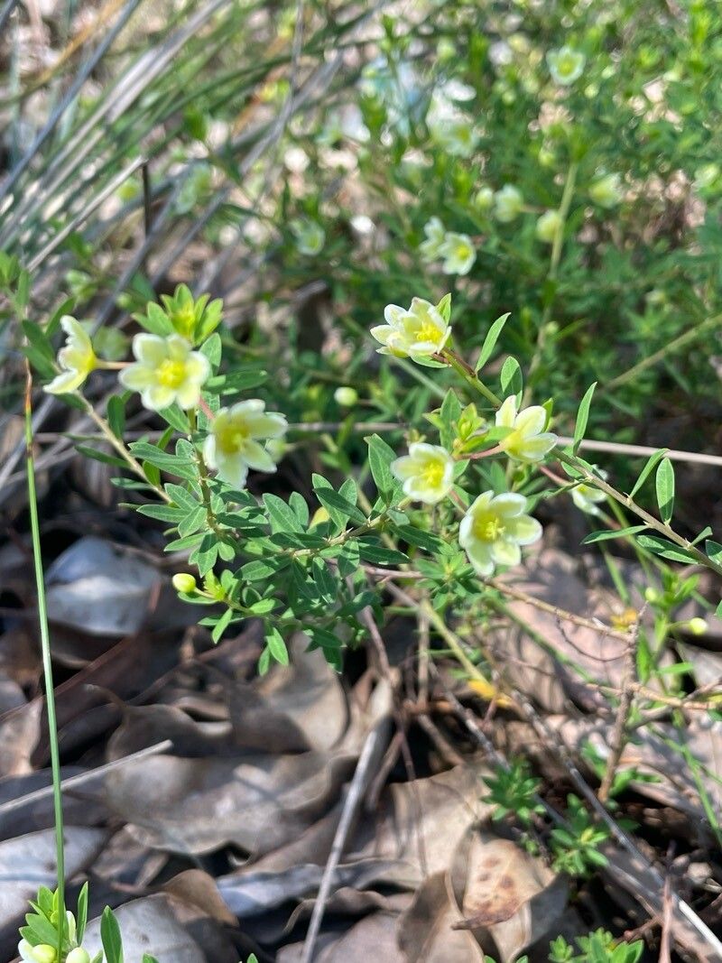 Phyllanthus calycinus habit