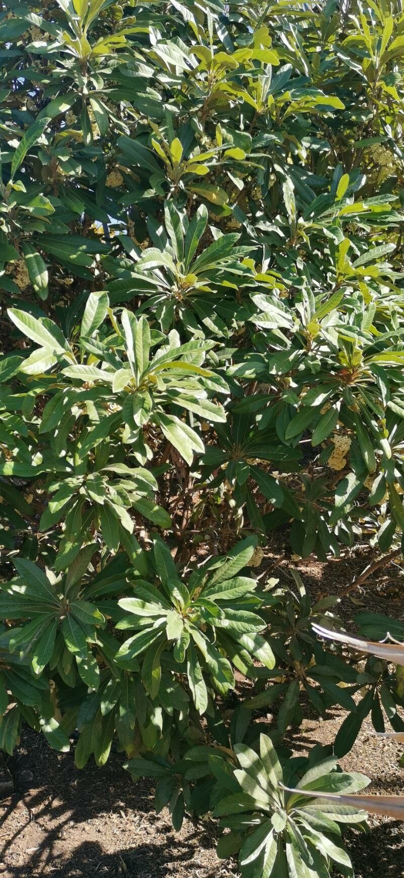 Pittosporum hosmeri habit