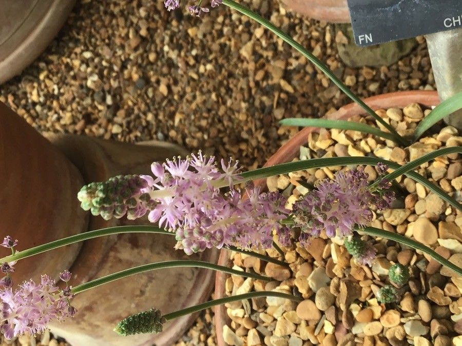 Barnardia japonica flower