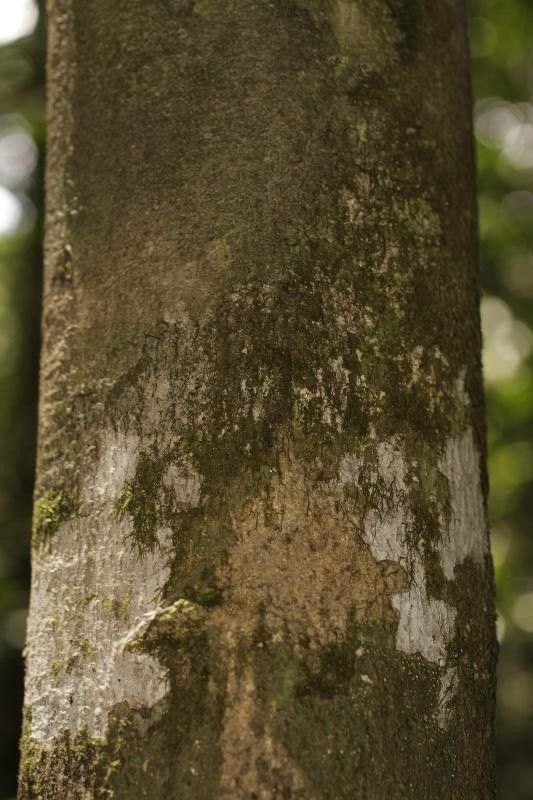 Eschweilera collina bark