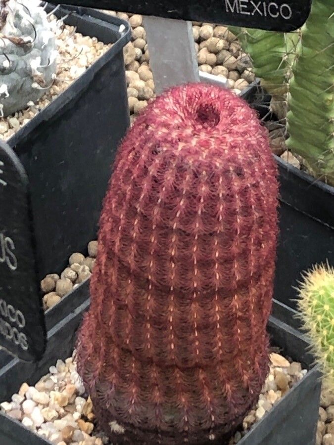 Echinocereus rigidissimus — search result for 'Echinocereus'